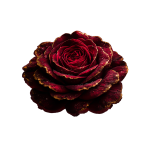 Retreat rose